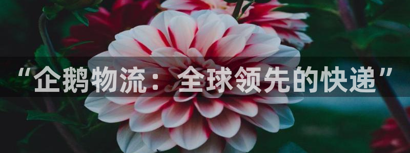 豪门国际麻将胡了：“企鹅物流：全球领